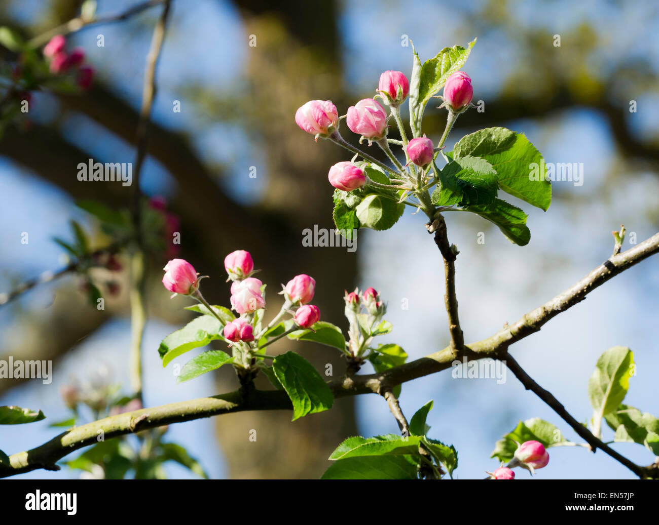 Blossom su un albero di mele Foto Stock