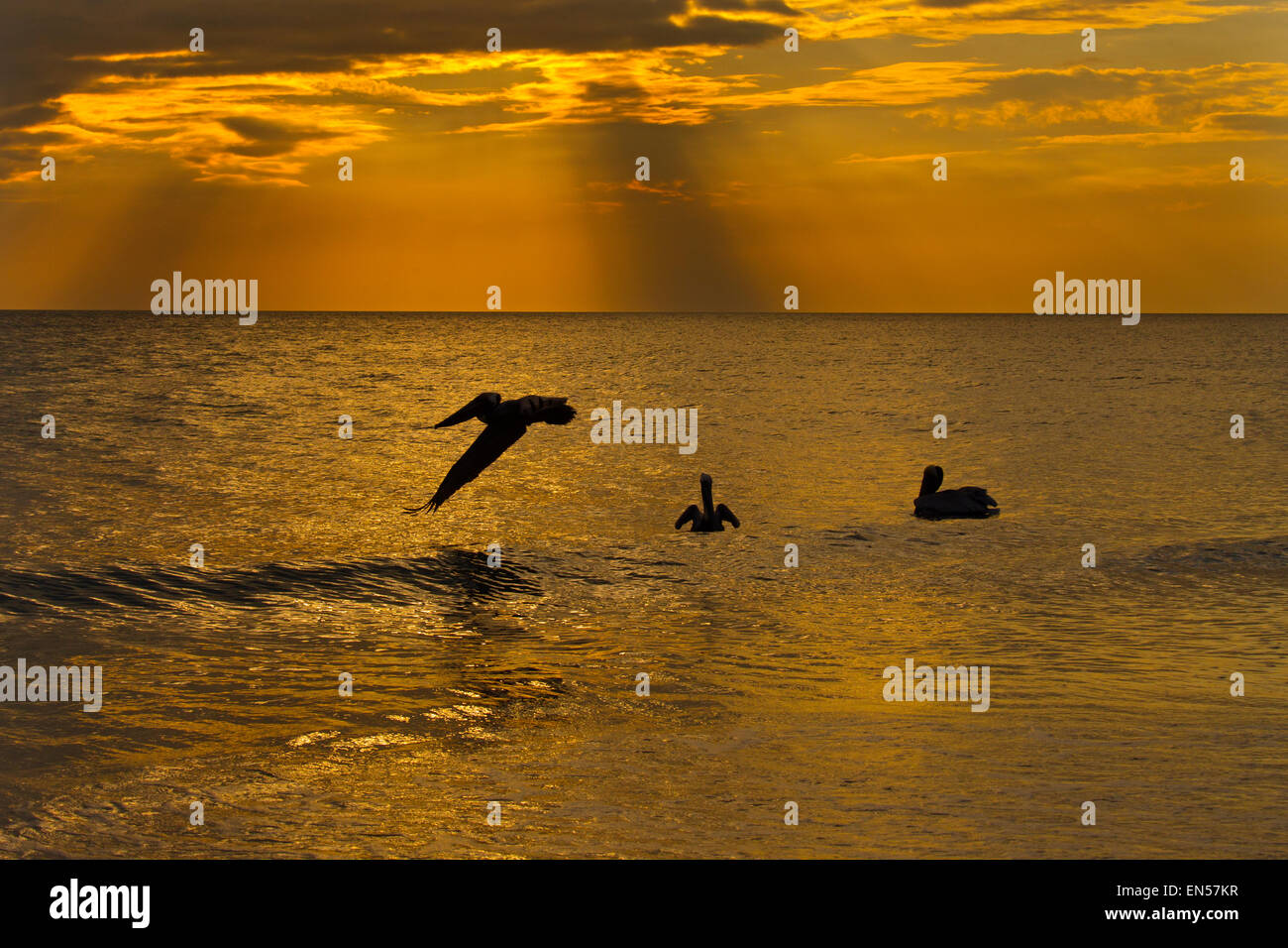 Pellicani marroni Pelecanus occidentalis in volo al tramonto costa del Golfo della Florida USA Foto Stock