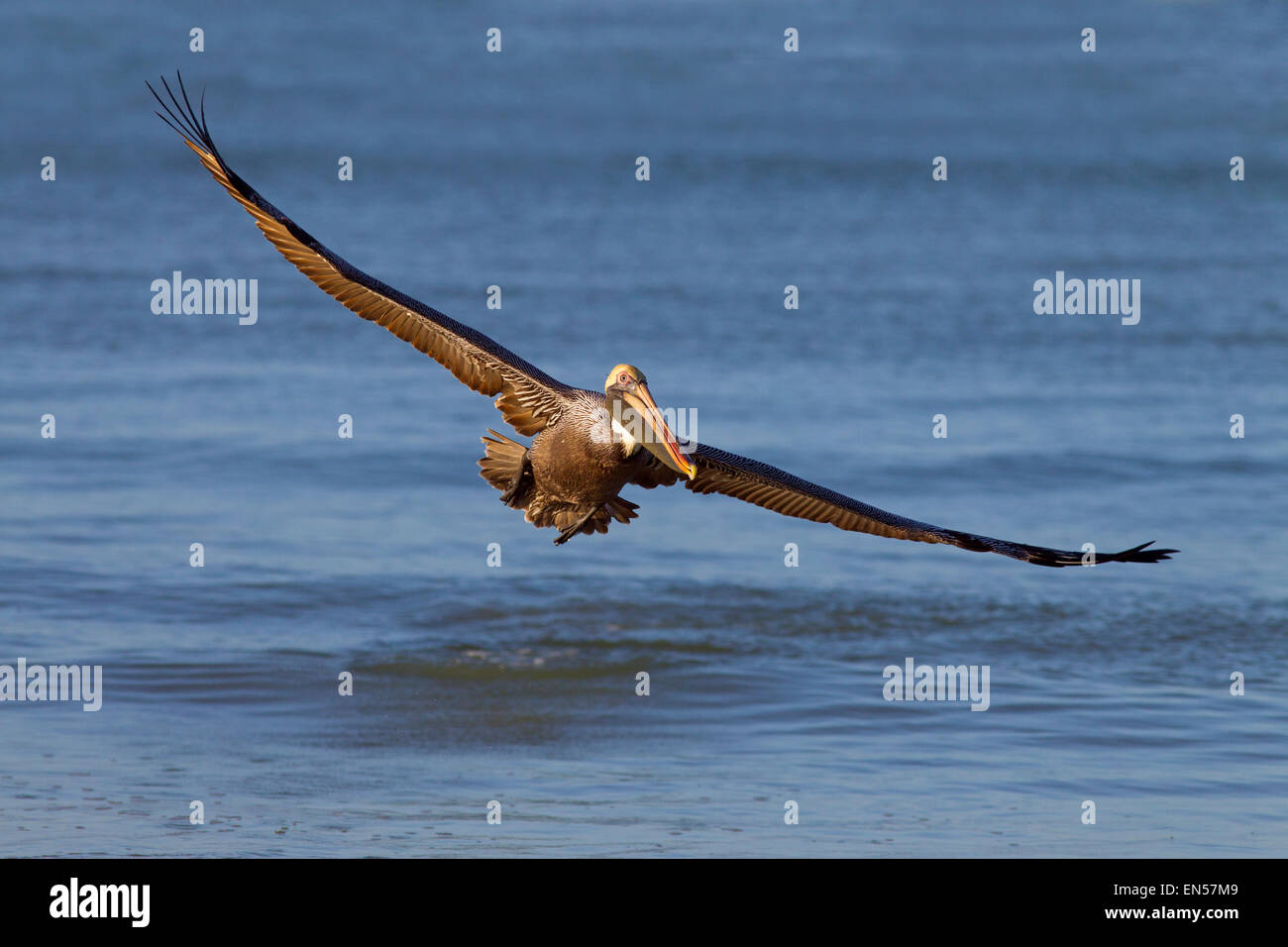 Pellicano marrone Pelecanus occidentalis Fort Myers spiaggia golfo costa Florida Stati Uniti Foto Stock