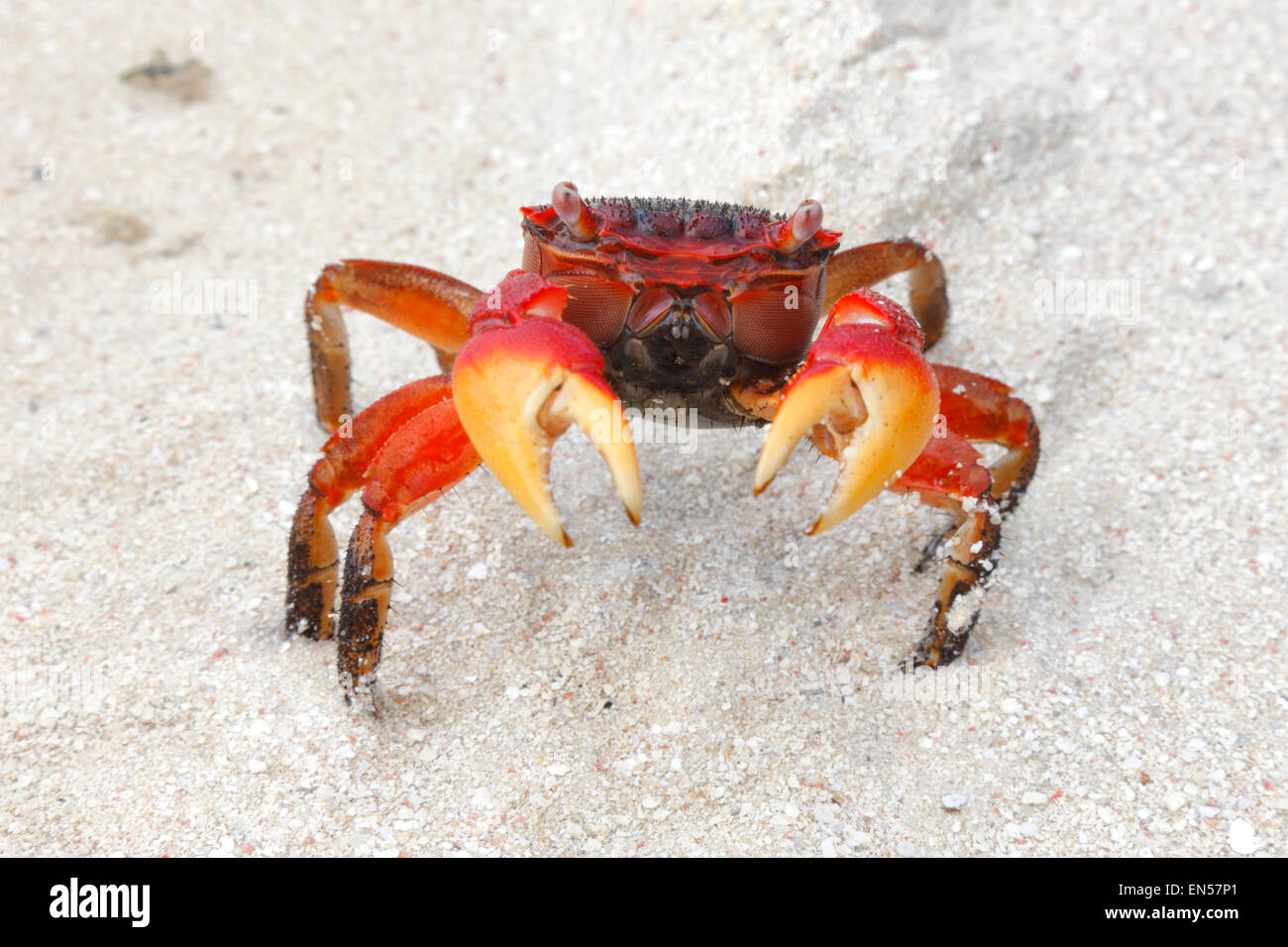 Granchio rosso sulla spiaggia e le Seicelle. Foto Stock