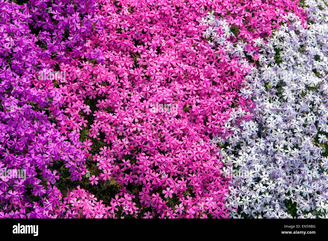 Flox flox di muschio di flox Foto Stock