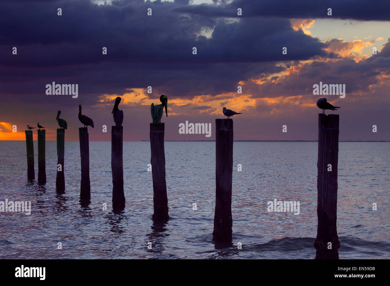 Brown Pelican Pelecanus occidentalis cormorani e gabbiani in appoggio sul vecchio molo al tramonto costa del Golfo della Florida USA Foto Stock