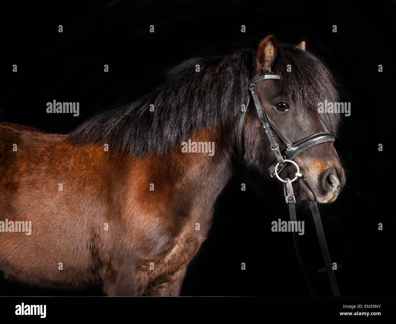 Ritratto in studio di un marrone mini pony Shetland con sfondo nero Foto Stock