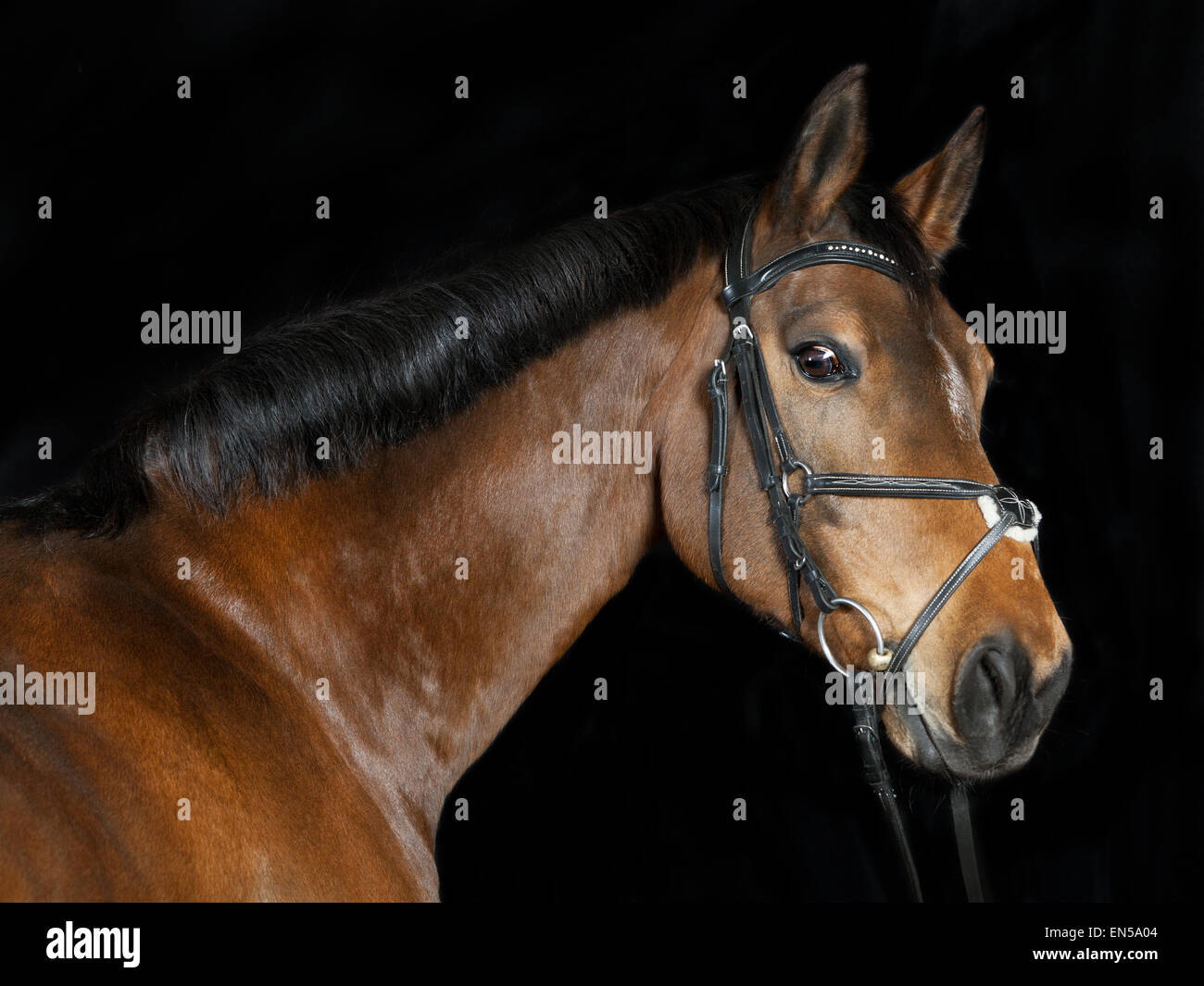 Ritratto in studio di un marrone Oldenburg lo sport a cavallo con sfondo nero Foto Stock