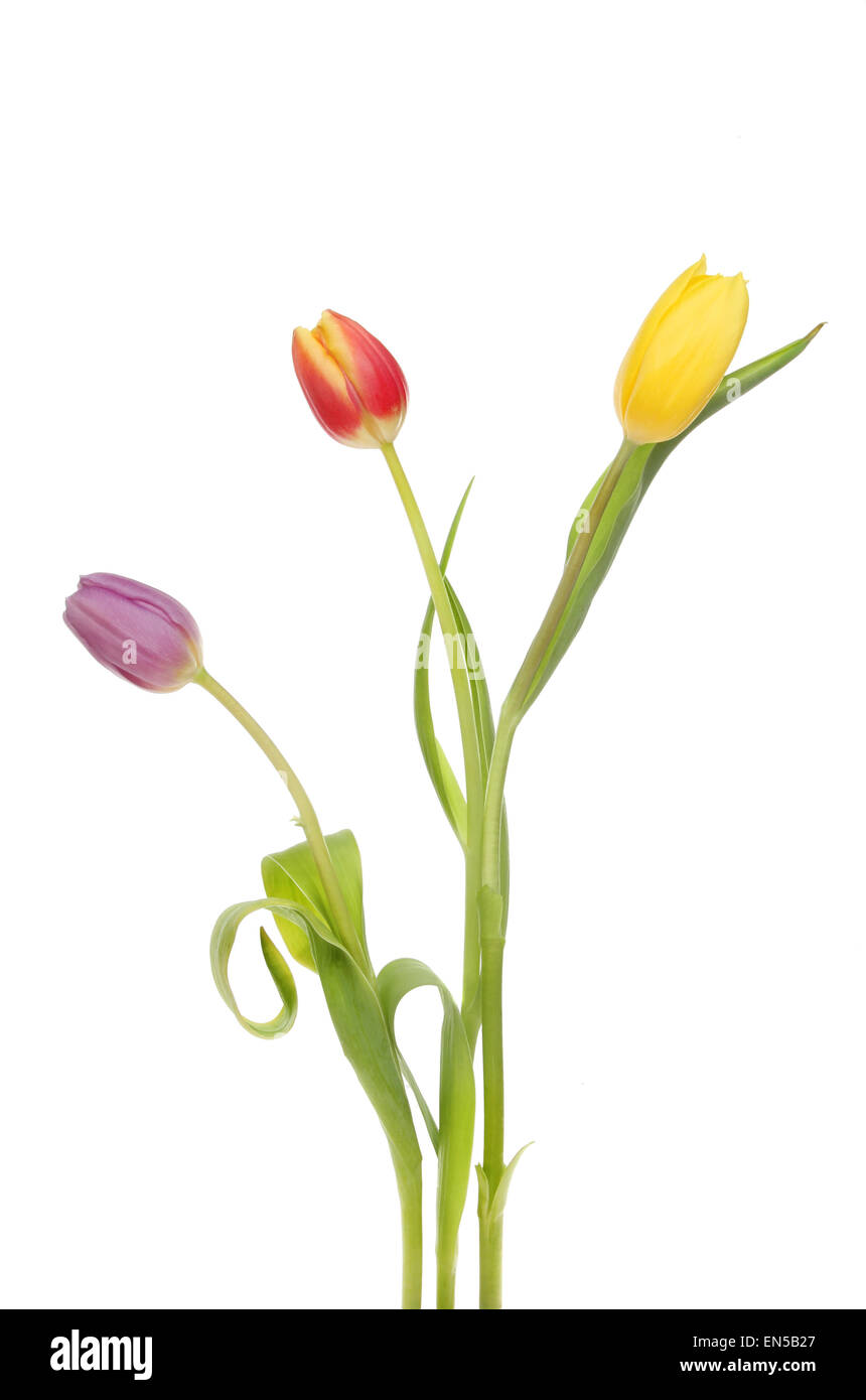 Tre tulip fiori isolati contro white Foto Stock