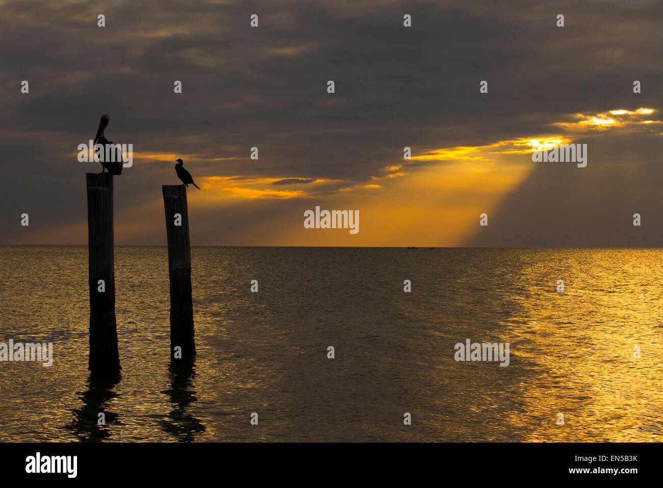 Rown Pelican Pelecanus occidentalis e cormorani in appoggio sul vecchio molo al tramonto costa del Golfo della Florida USA Foto Stock