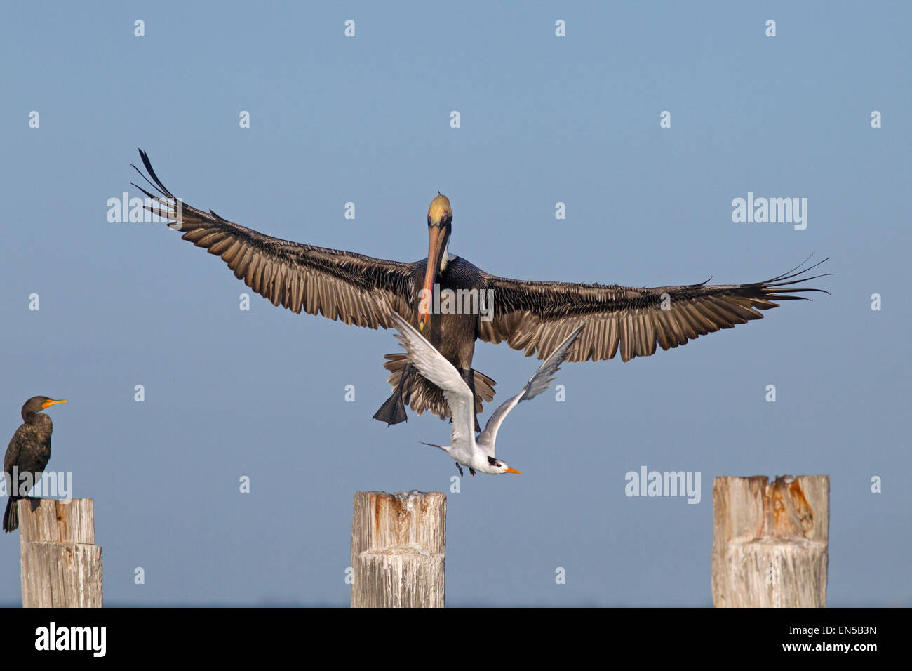 Brown Pelican Pelecanus occidentalis venuta in terra spostando Royal Tern costa del Golfo della Florida USA Foto Stock