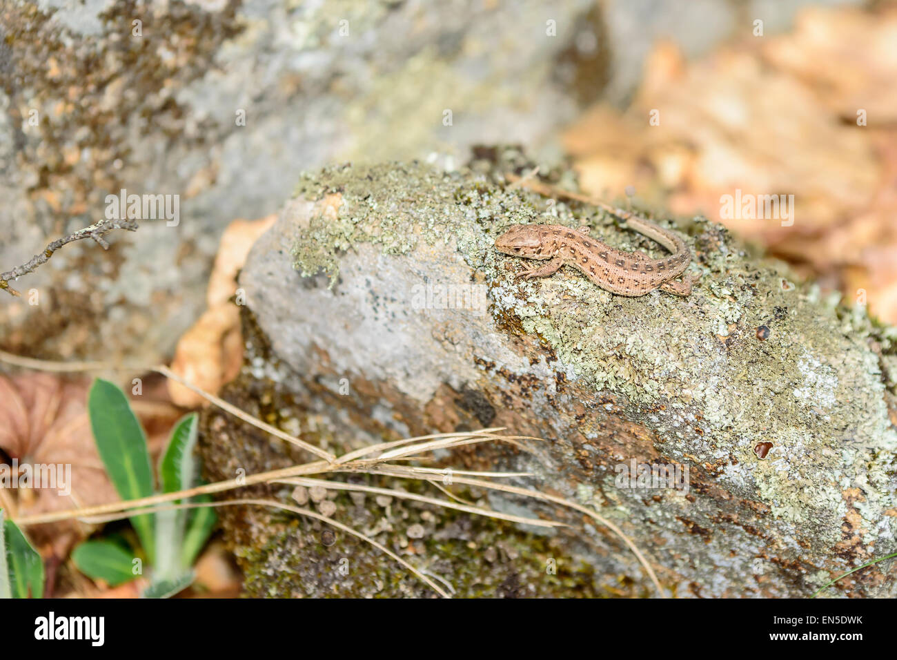 Biacco (Lacerta agilis). Campione selvatici trovati su lichene rocce coperte riscaldamento fino al sole e alla ricerca di insetti da mangiare. Foto Stock