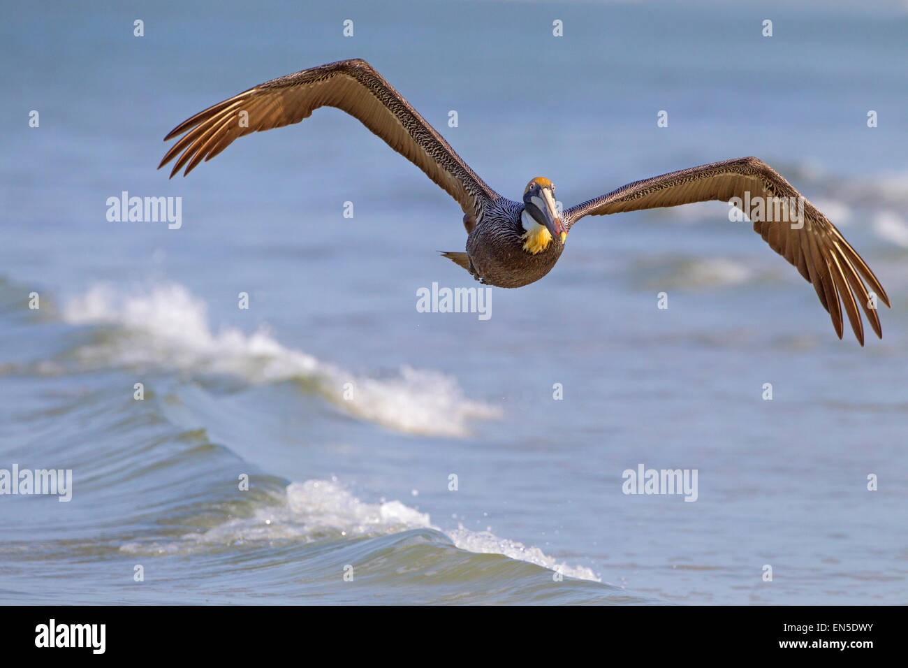 Pellicano marrone Pelecanus occidentalis Fort Myers spiaggia golfo costa Florida Stati Uniti Foto Stock