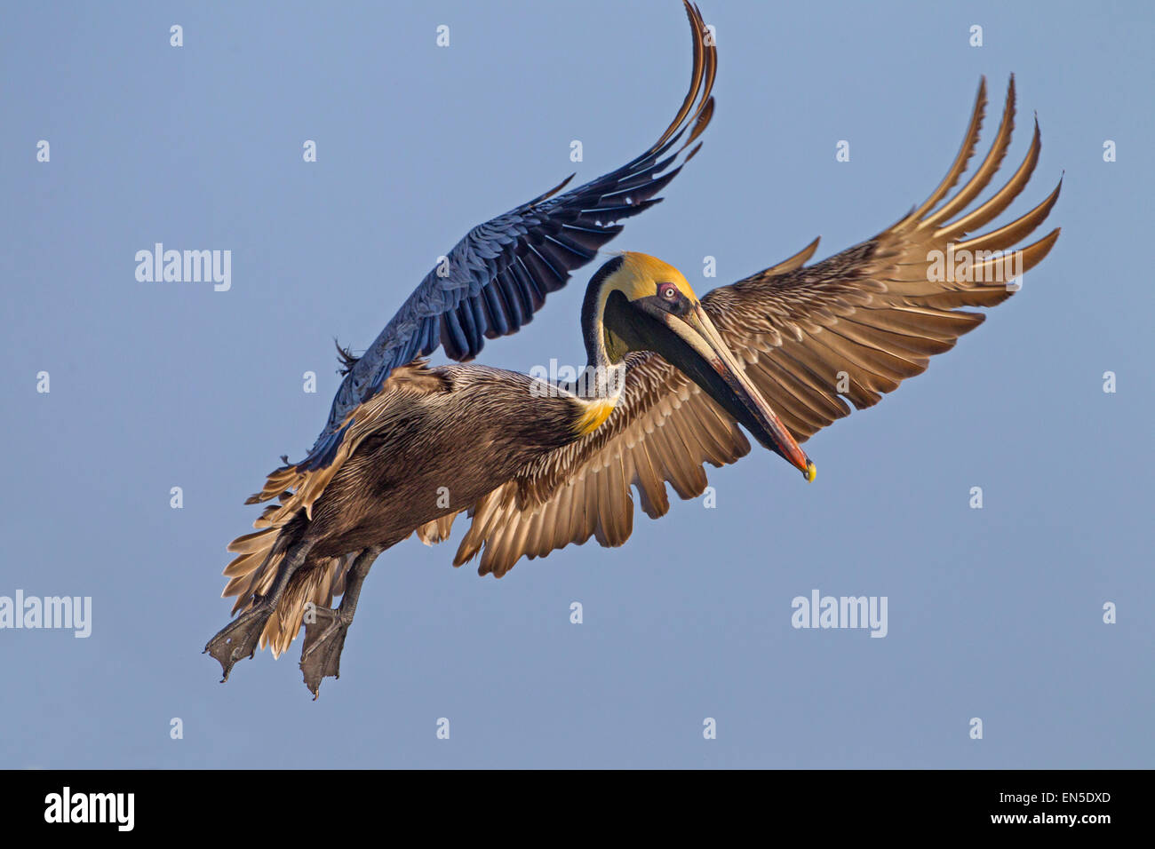 Pellicano marrone Pelecanus occidentalis Fort Myers spiaggia golfo costa Florida Stati Uniti Foto Stock