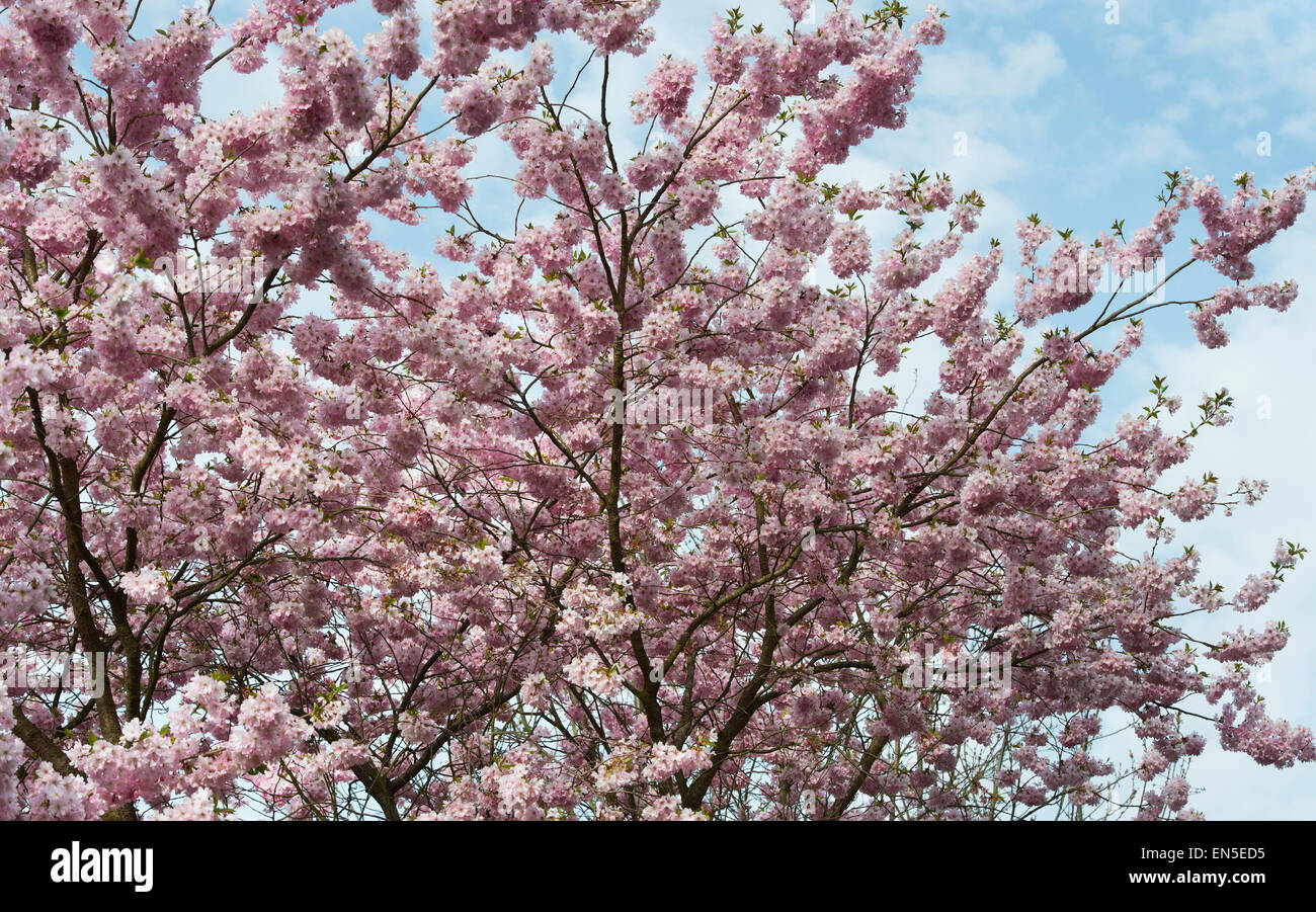 Prunus premiato. Fioritura Ciliegio contro un blu cielo nuvoloso Foto Stock