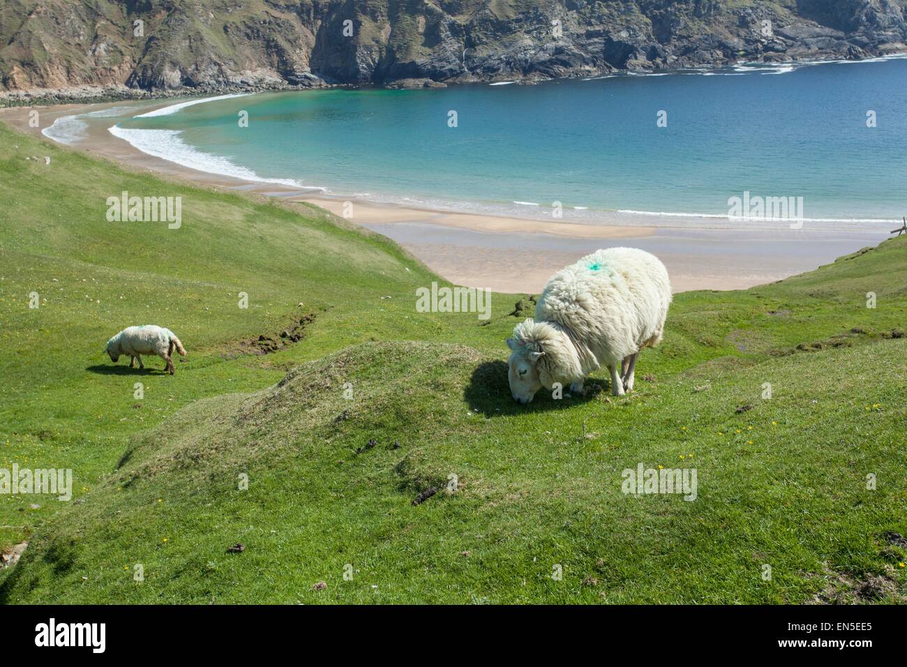 Gli ovini e i verdi campi presso il Silver Strand spiaggia in Glencolmcille, Co. Donegal, Irlanda Foto Stock