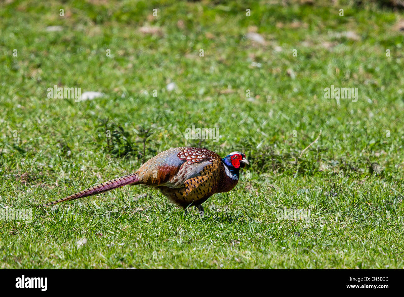 Un fagiano maschio Esplora prati a Ynyshir RSPB riserva, Ceredigion Foto Stock