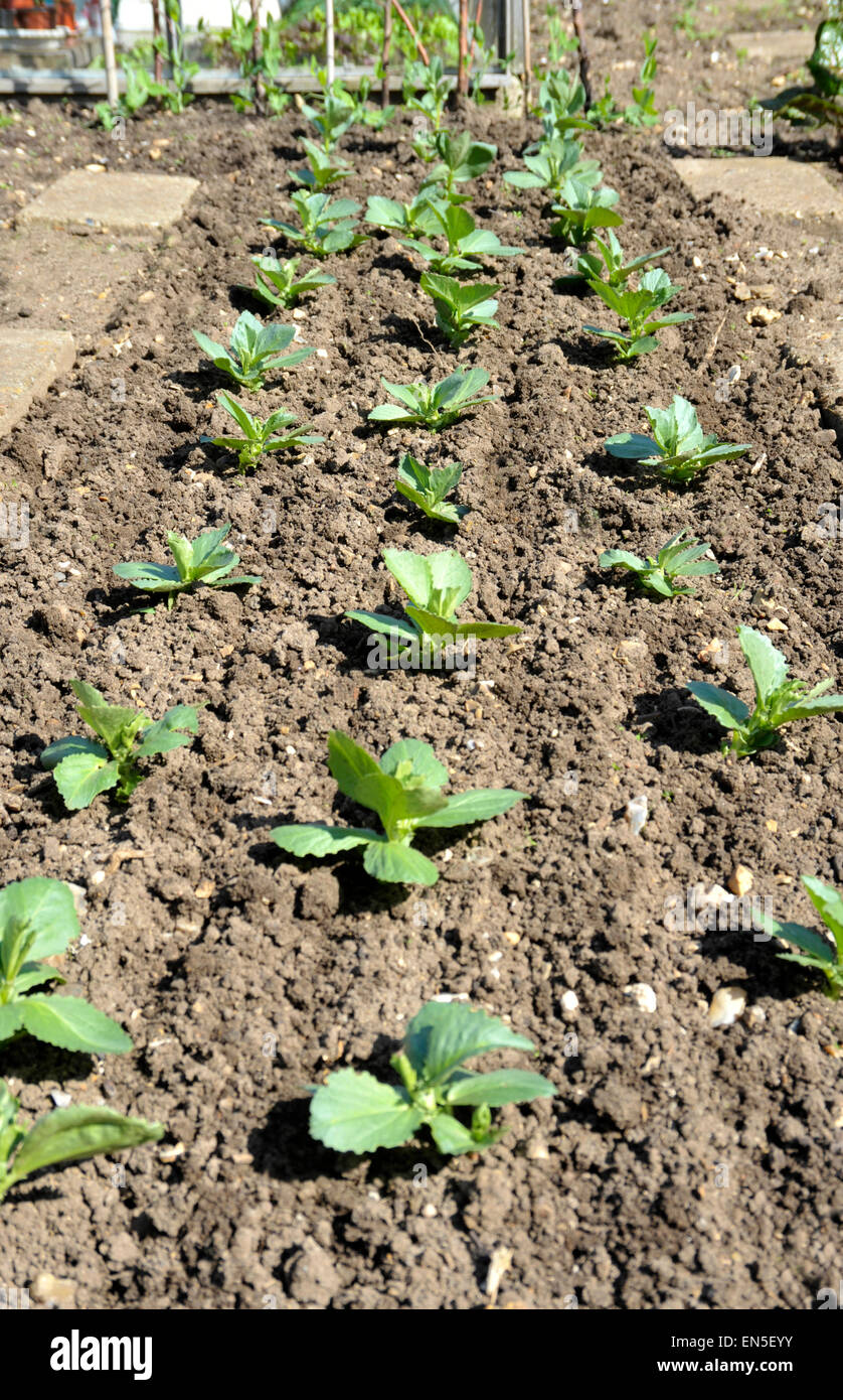 Righe di fave, varietà Witkiem-Manita, in un giardino del Regno Unito grafico di vegetali. Foto Stock
