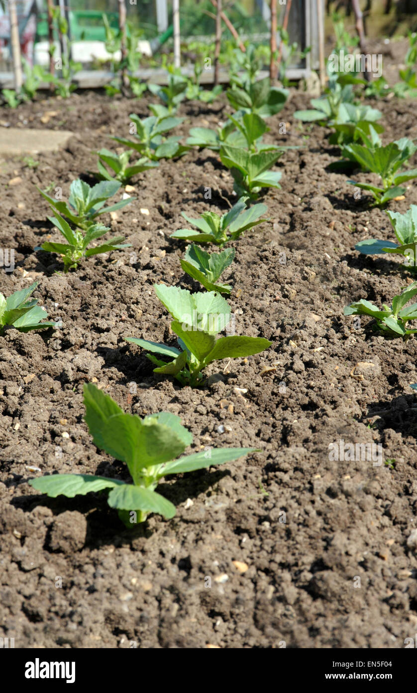Righe di fave, varietà Witkiem-Manita, in un giardino del Regno Unito grafico di vegetali. Foto Stock