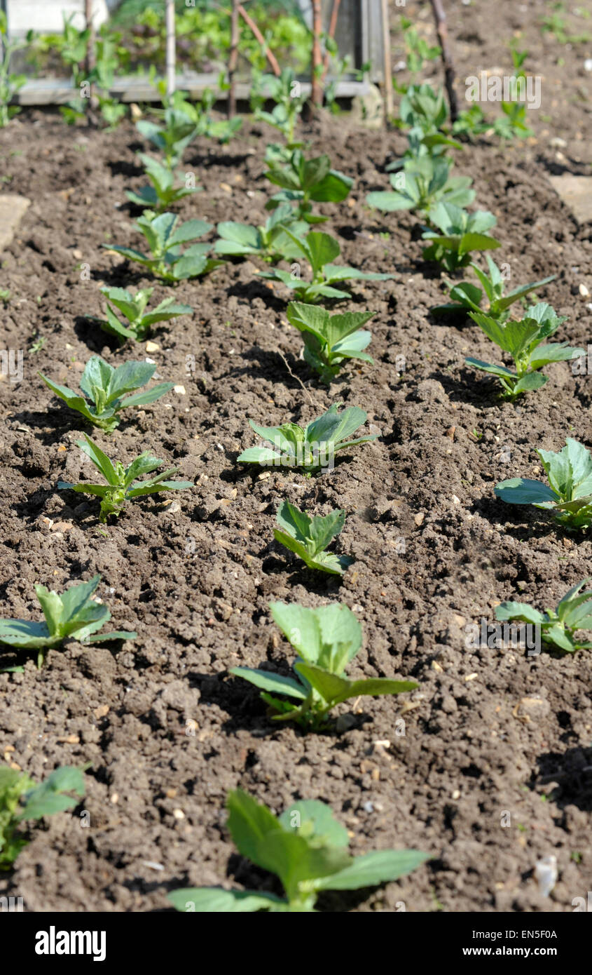 Righe di fave, varietà Witkiem-Manita, in un giardino del Regno Unito grafico di vegetali. Foto Stock