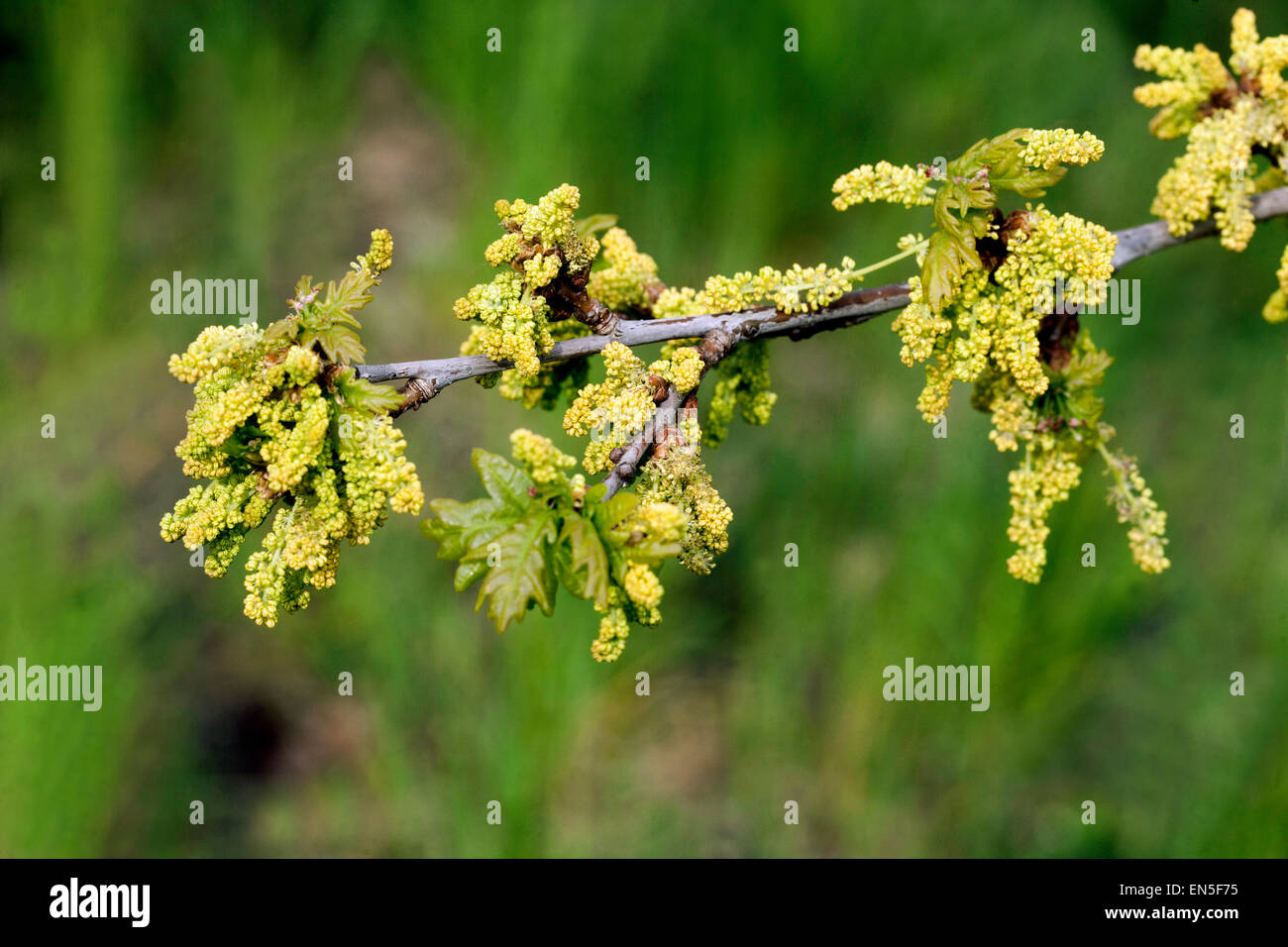 Farnia, Quercus robur fiori di primavera Foto Stock