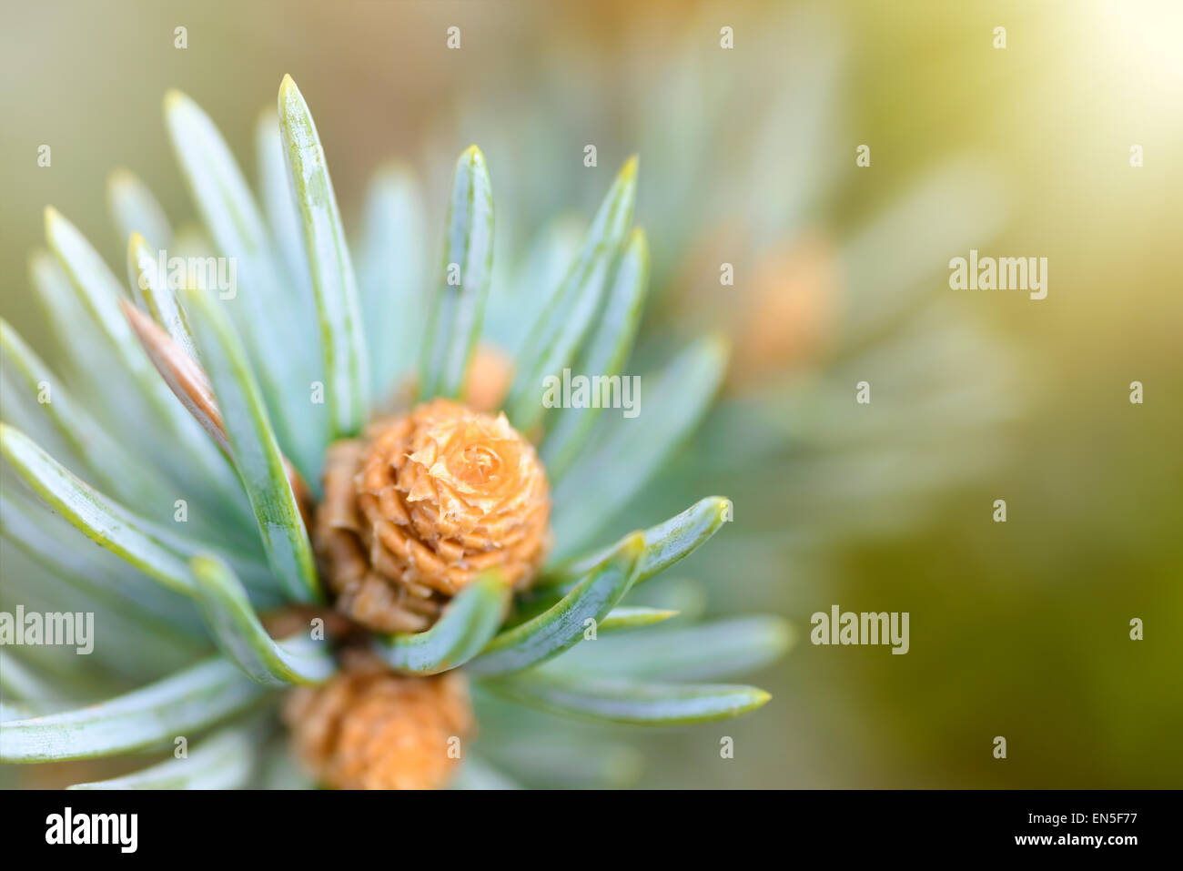 Le piante e gli alberi: fresco pino germoglio, aghi e piccoli coni, in presenza di luce solare, close-up shot, sfondo naturale Foto Stock