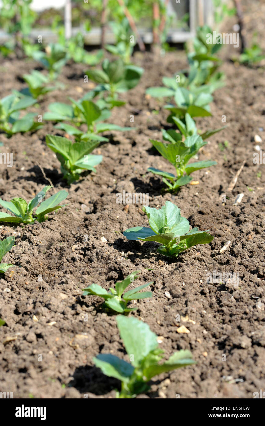 Righe di fave, varietà Witkiem-Manita, in un giardino del Regno Unito grafico di vegetali. Foto Stock