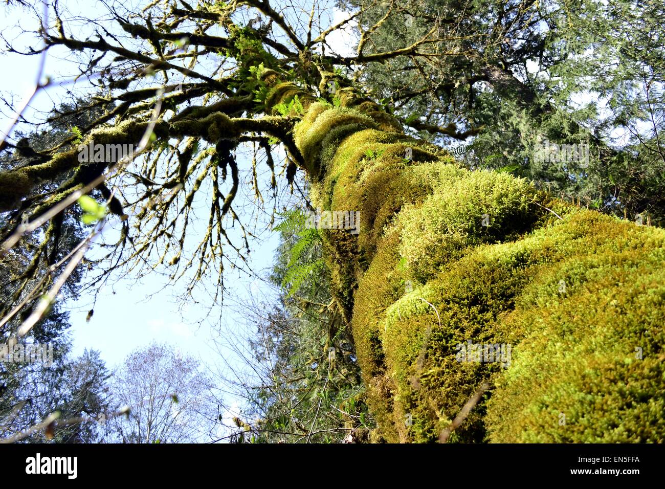 Albero di quercia da una prospettiva molto alti Foto Stock