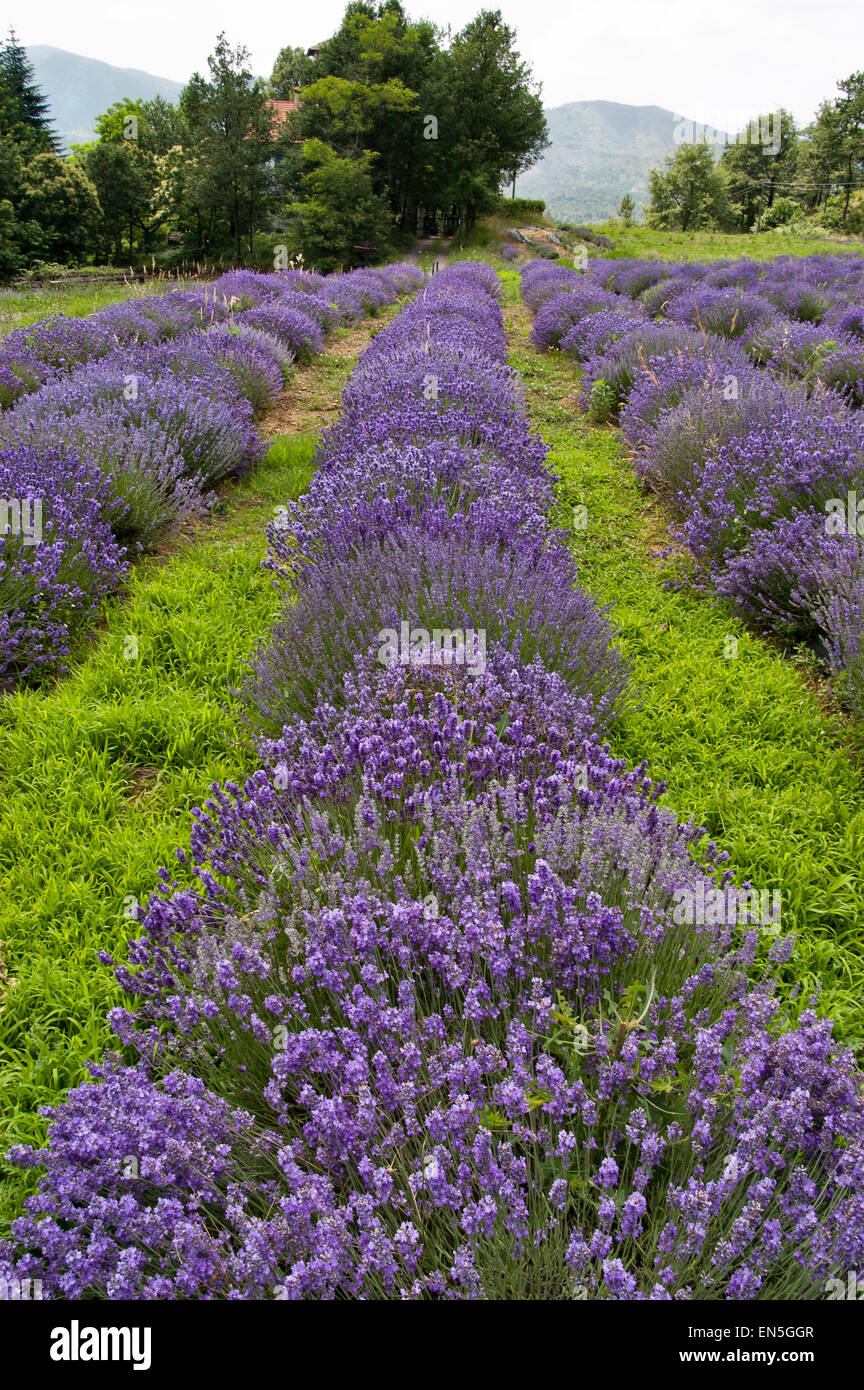 Campo levender in italiano Azienda e prodotti Foto Stock