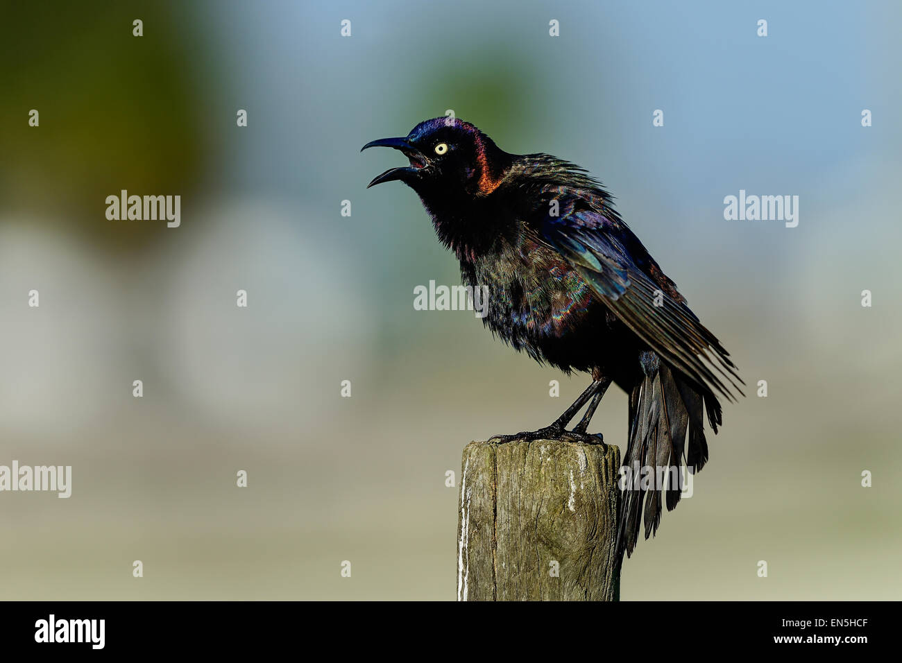 Grackle comune, viera zone umide Foto Stock