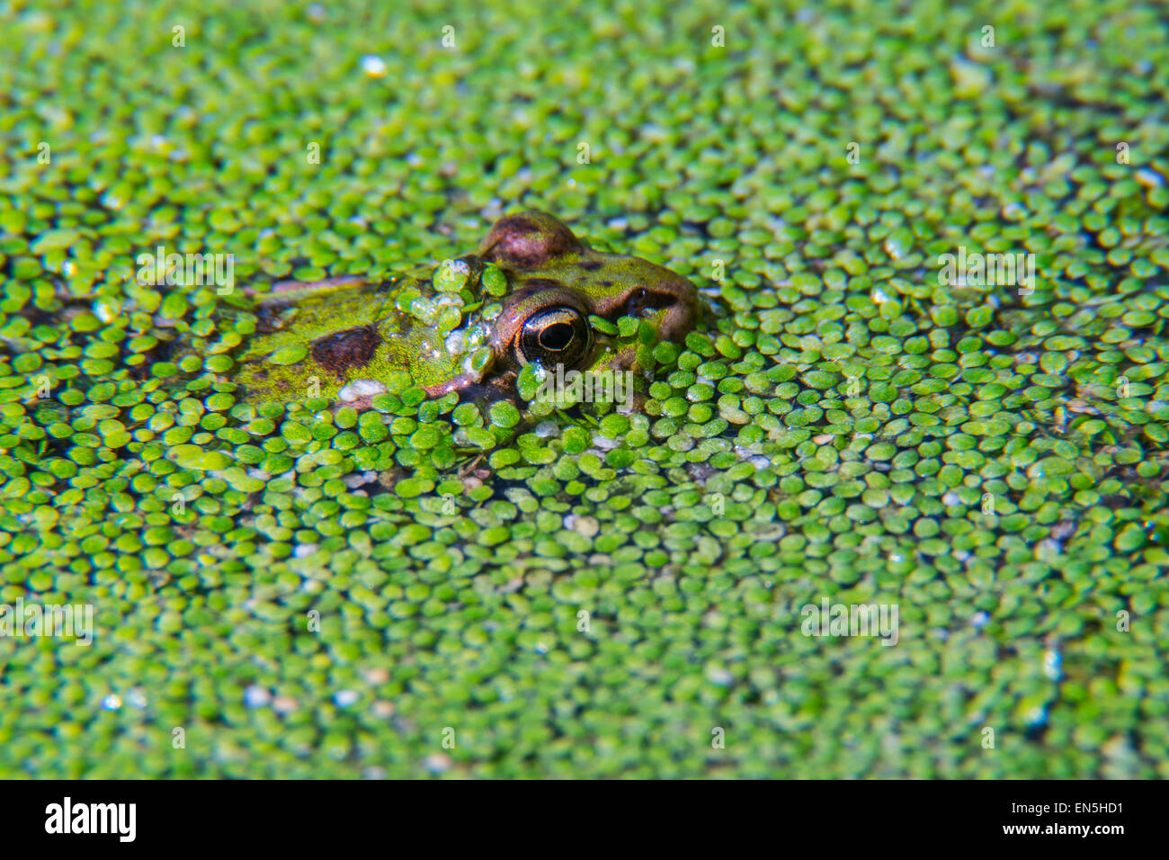 Rana verde (Pelophylax kl. esculentus / Rana kl. esculenta) coperto di lenticchie d'acqua in stagno Foto Stock