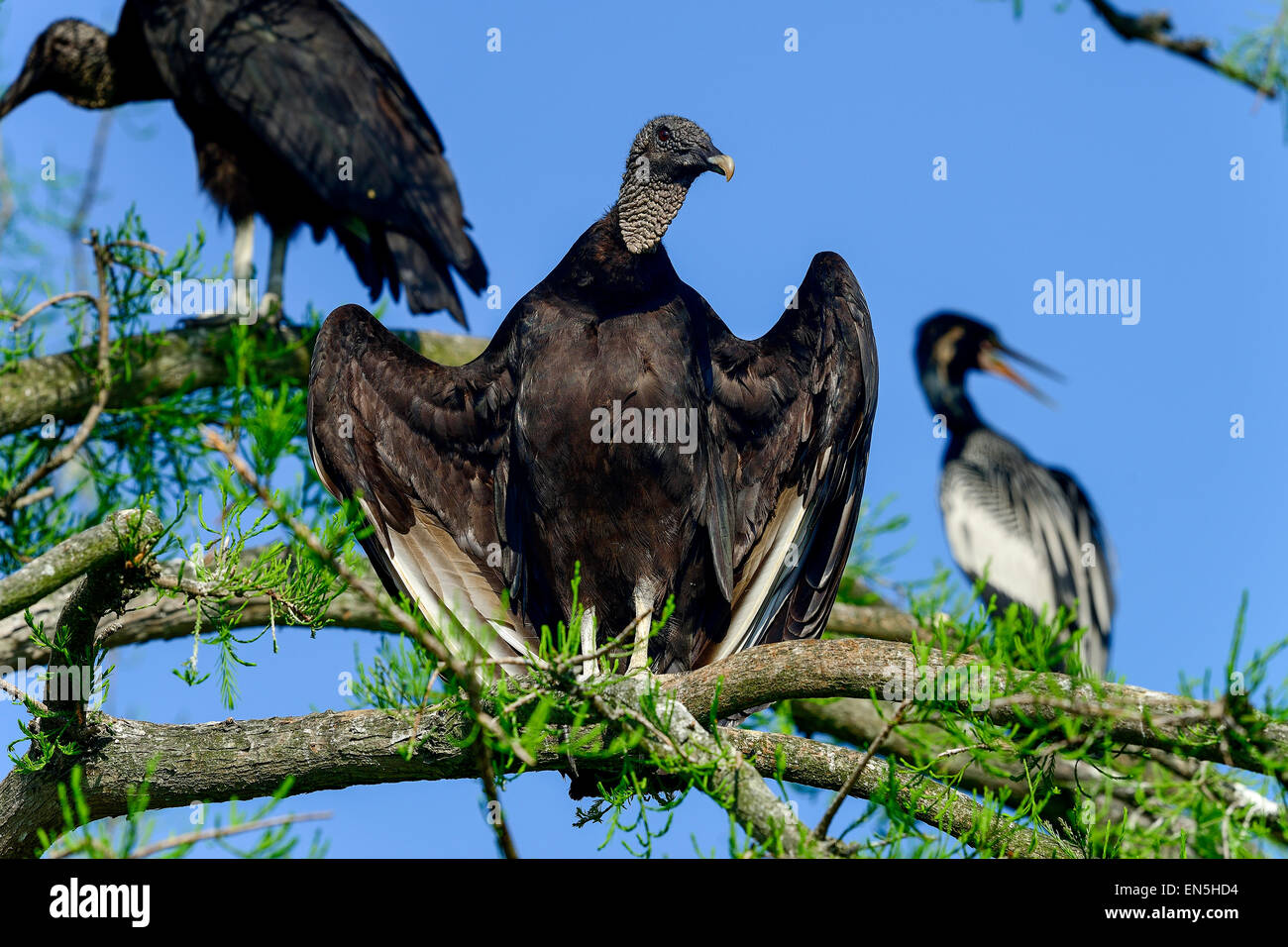 Avvoltoio nero Foto Stock