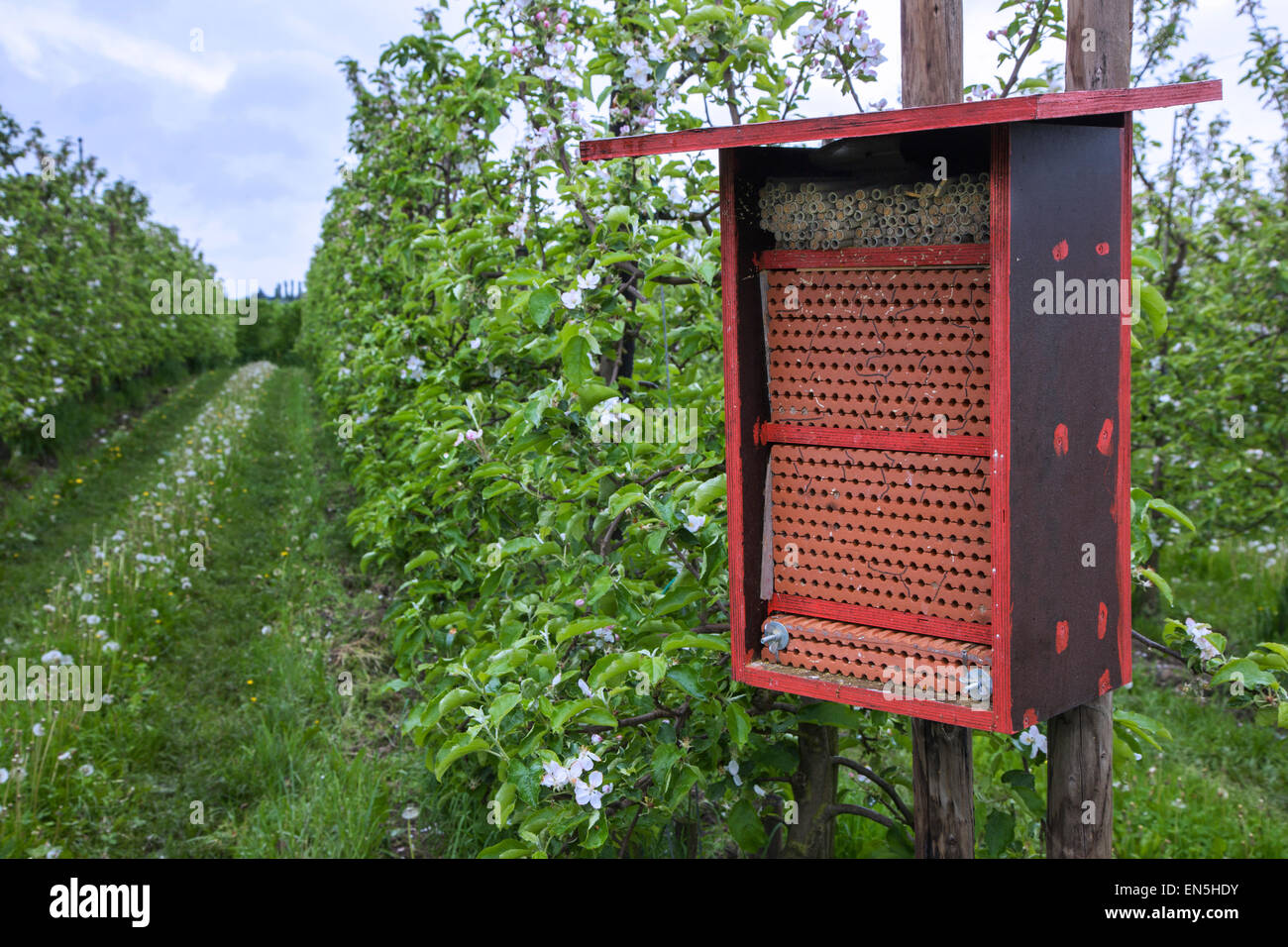 Hotel di insetto per api solitarie offrendo nest fori nel frutteto di fioritura in primavera Foto Stock
