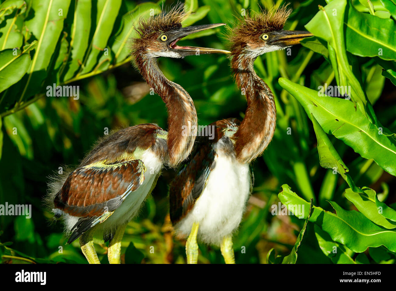 Airone tricolore, wacodahatchee zone umide Foto Stock