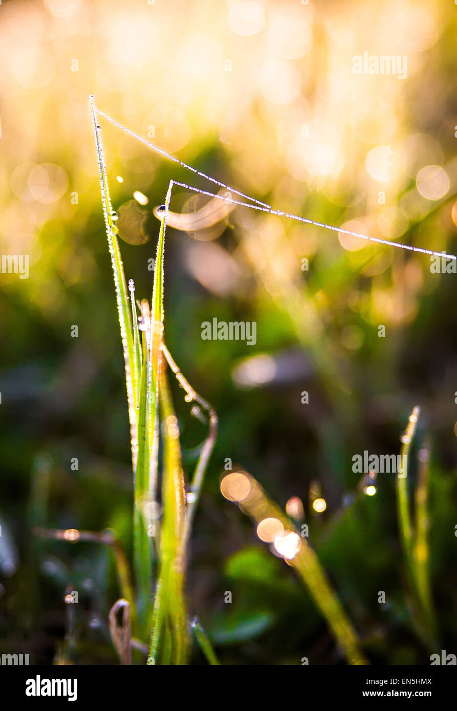 Primo piano di erba verde con rugiada di mattina Foto Stock
