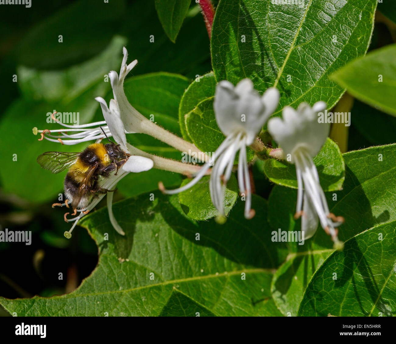 Piccolo giardino bumblebee (Bombus hortorum) raccolta di nettare dal caprifoglio (Lonicera periclymenum) Foto Stock