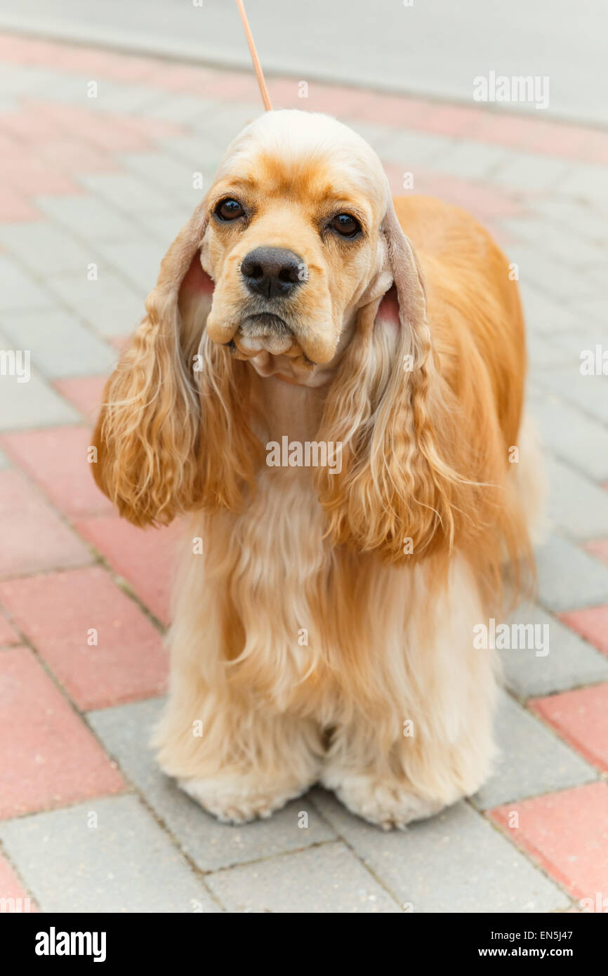 Carino sporting cane di razza American Cocker Spaniel Foto Stock