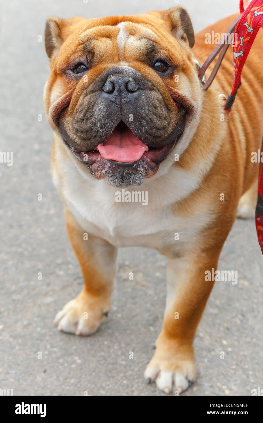 Cane Bulldog inglese razza Foto Stock