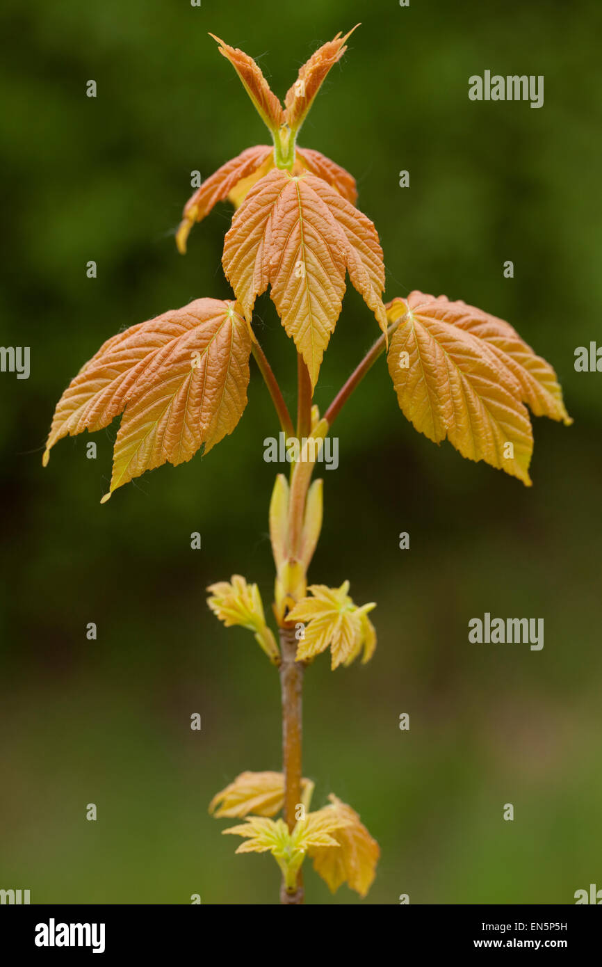 Giovane ramo di Acero (Acer pseudoplatanus) su sfondo di foresta Foto Stock