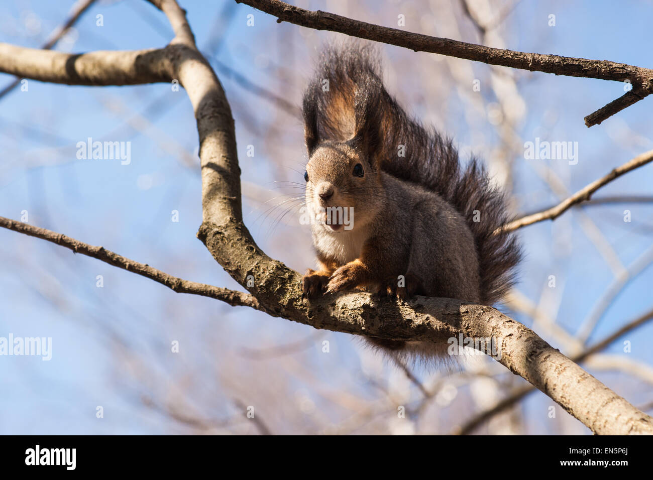 Lo scoiattolo animale con una nocciola nella sua bocca si siede su un ramo di albero. Primo piano. Foto Stock