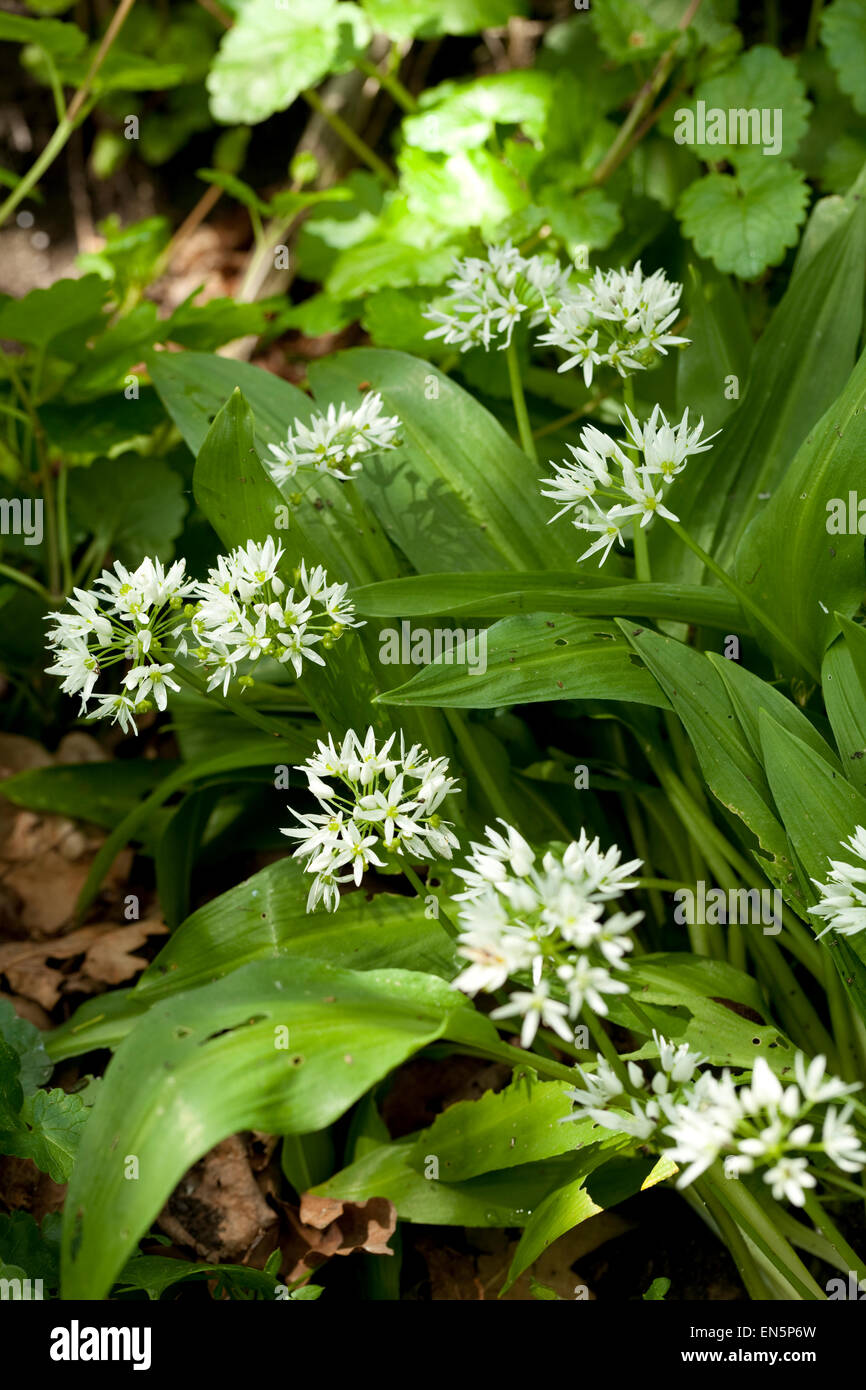 Fiori bianchi e foglie di aglio Foto Stock