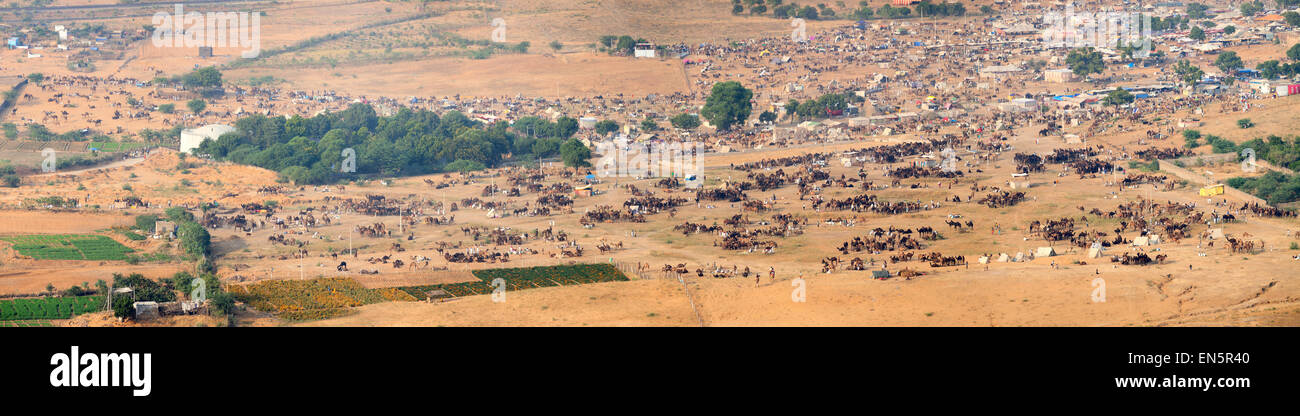 Migliaia di cammelli e altri animali sono schierati in una vasta pianura all annuale del cammello di Pushkar Fiera, dove la gente viaggia fr Foto Stock