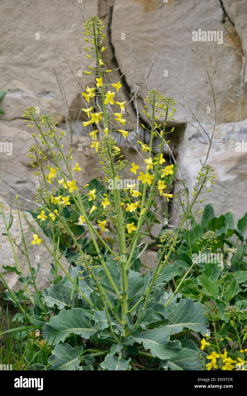 Cavolo selvatico - Brassica oleracea, crescendo in Dorset Quarry Foto Stock