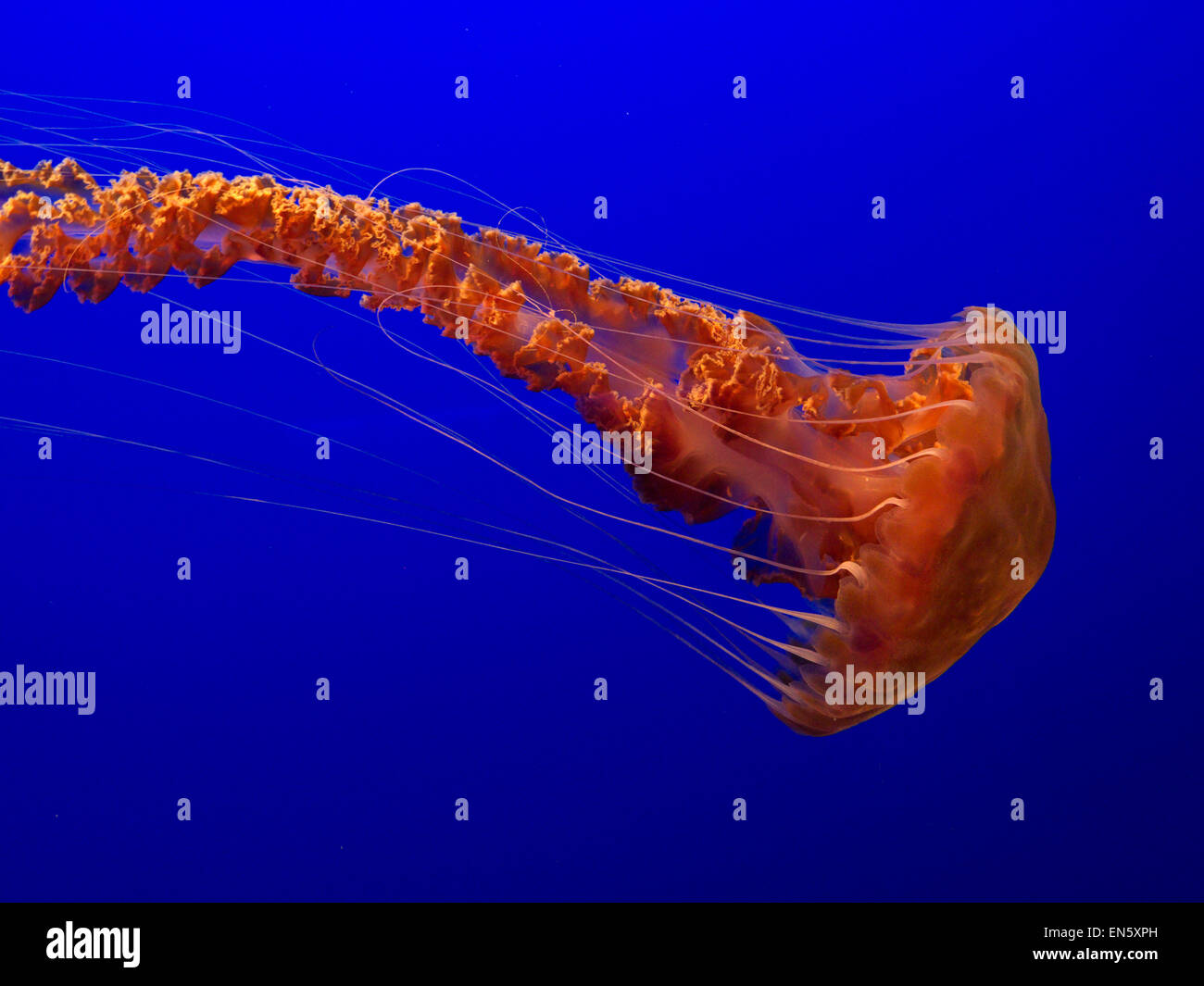 Mare meduse di ortica (Chrysaora fuscescens) lentamente alla deriva e a impulsi in acquario di Monterey in California USA Foto Stock