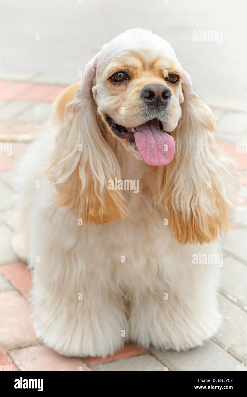 Carino sorridente cane di razza American Cocker Spaniel Foto Stock