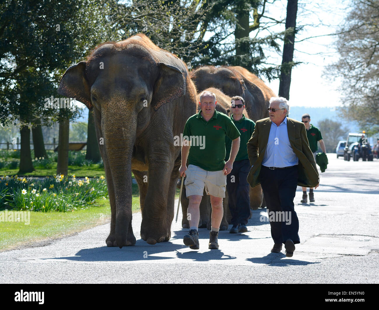 Elefanti asiatici di andare a fare una passeggiata con i loro custodi presso lo Zoo Whipsnade, Bedfordshire (solo uso editoriale) Foto Stock