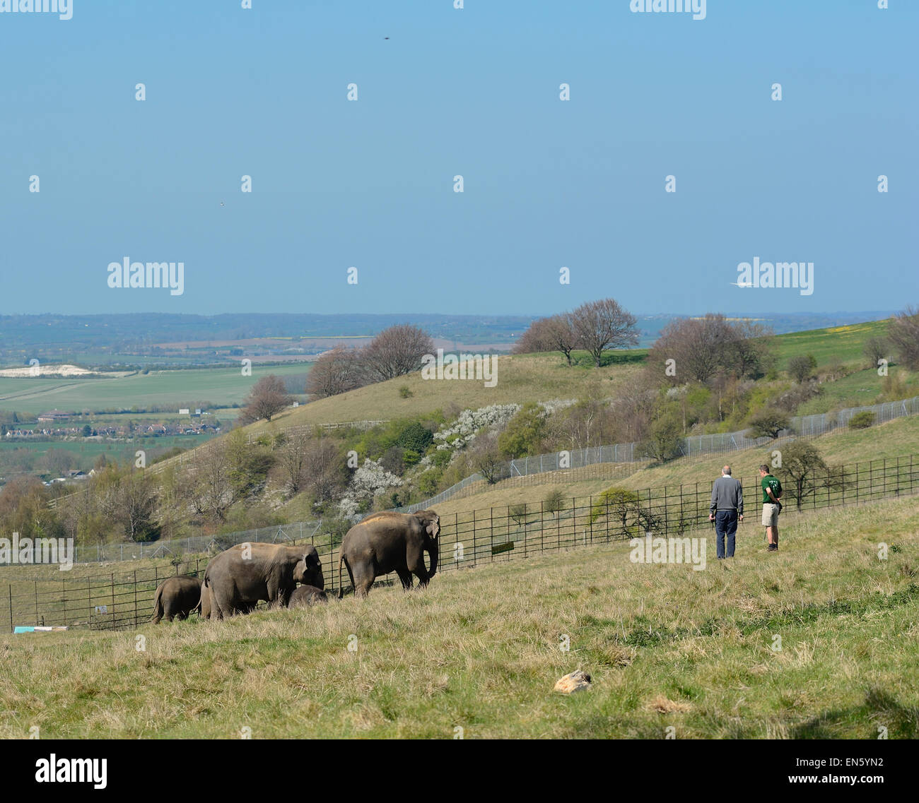 Elefanti asiatici di andare a fare una passeggiata con i loro custodi presso lo Zoo Whipsnade, Bedfordshire (solo uso editoriale) Foto Stock