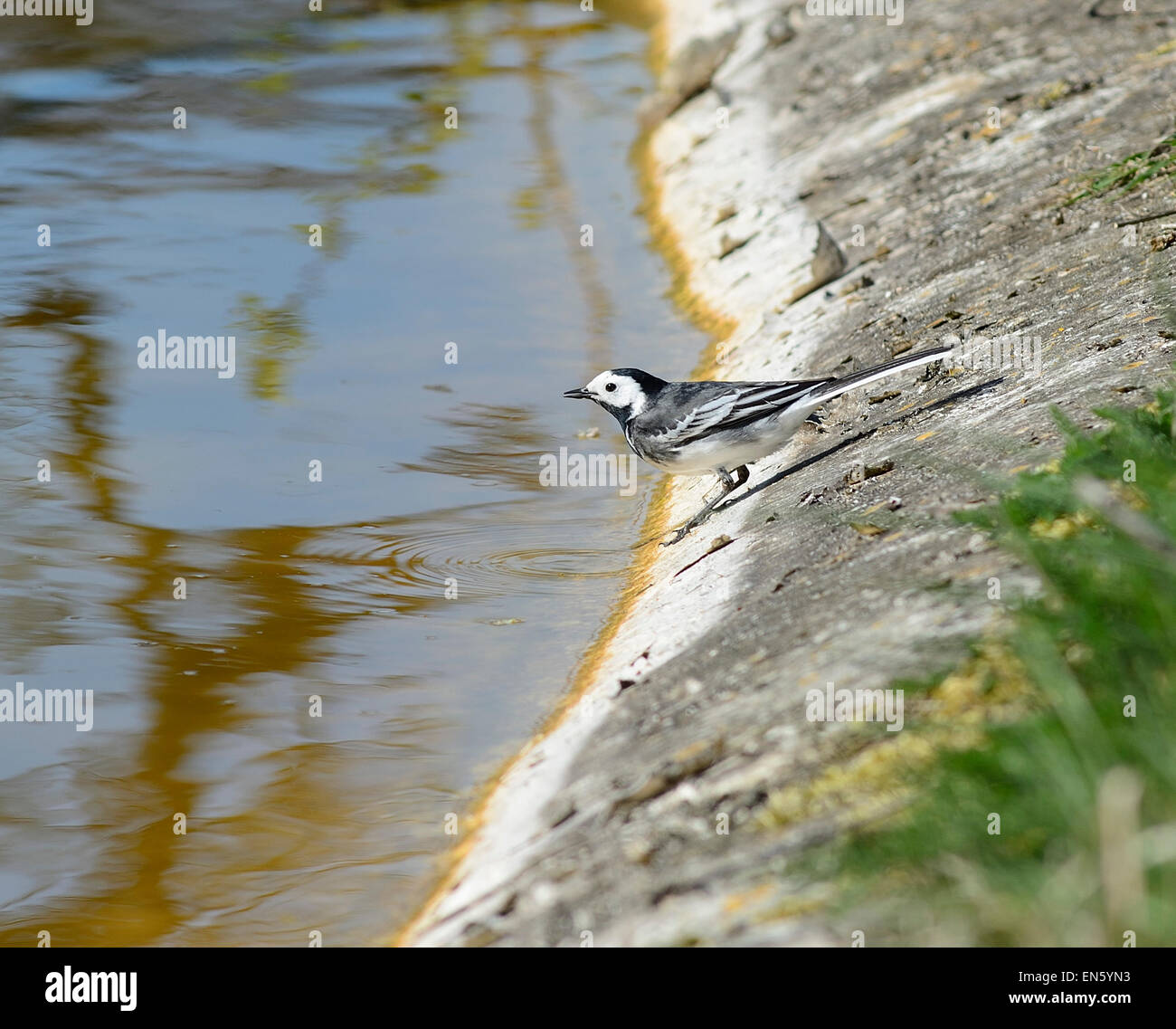 Pied Wagtail bird a bordo delle acque Foto Stock