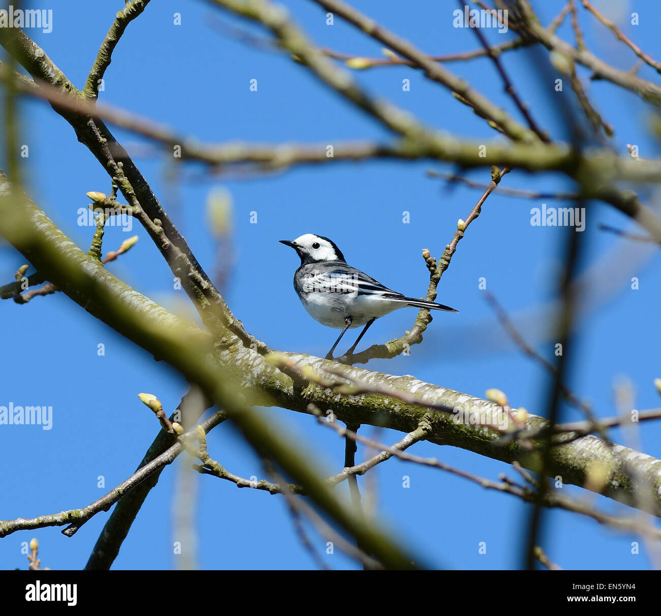 Pied Wagtail uccello appollaiato in un albero in primavera, Bedfordshire Foto Stock