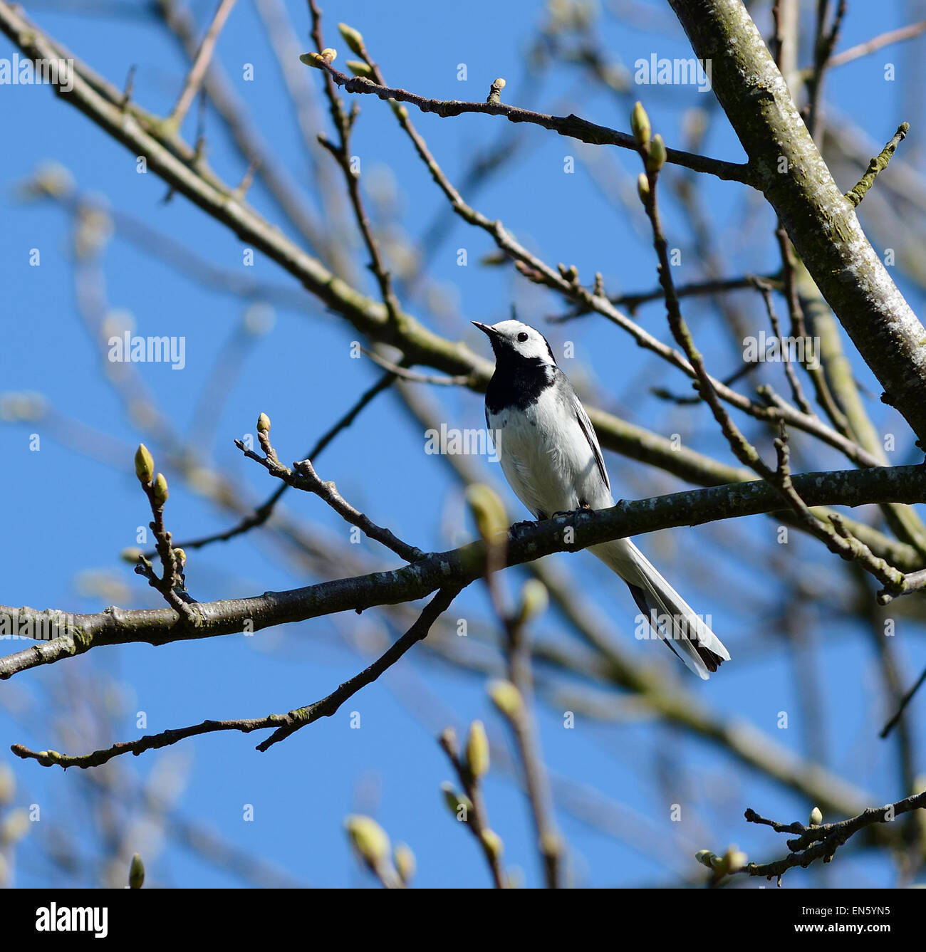 Pied Wagtail uccello appollaiato in un albero in primavera, Bedfordshire Foto Stock
