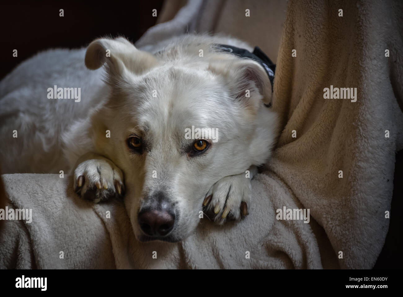 Un solitario acquista amico fedele, il migliore amico dell'uomo, attende il suo padrone a tornare a casa. Foto Stock