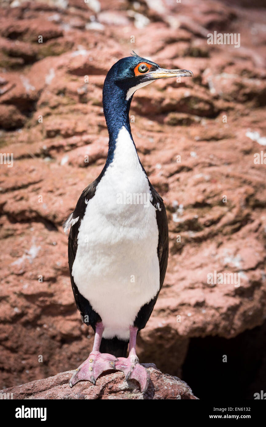 Cormorano Guanay indipendente alto su una roccia. Il Guanay cormorano è un membro del naturale, natura famiglia trovati sul Pacifico co Foto Stock