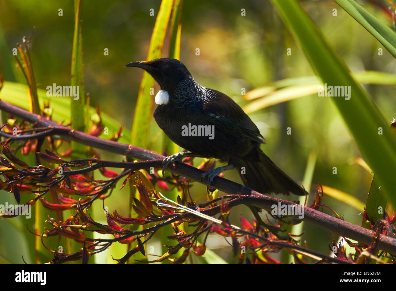 Tui (Prosthemadera novaeseelandiae) nella boccola di lino (Phormium tenax), Te Ahumairangi Hill (Tinakori Hill), Wellington, Nuova Zelanda Foto Stock