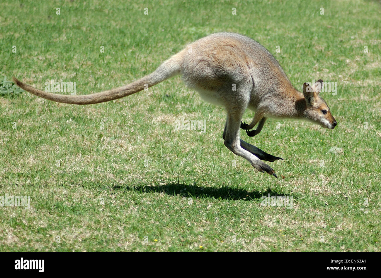Rosso Colli, wallaby Macropus rufogriseus, noto anche come la spazzola wallaby, spazzola canguro, Brusher o rosso wallaby. Foto Stock
